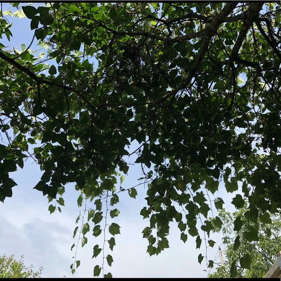 Meet your Posher, Amanda - Picture 1 of 1